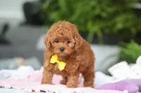 Cooper, a male Cavapoo for sale in Dundee, OH – Photo 4 of 5