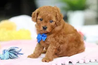 Cooper, a male Cavapoo for sale in Dundee, OH – Photo 6 of 8