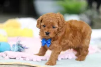 Cooper, a male Cavapoo for sale in Dundee, OH – Photo 2 of 8