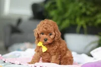 Cooper, a male Cavapoo for sale in Dundee, OH – Photo 3 of 5