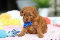 Cooper, a male Cavapoo for sale in Dundee, OH – Photo 8 of 8