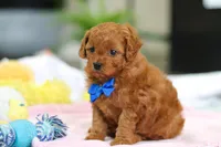 Cooper, a male Cavapoo for sale in Dundee, OH – Photo 7 of 8