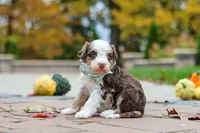 Milo, a male Bernedoodle for sale in Dundee, OH – 6 of 6