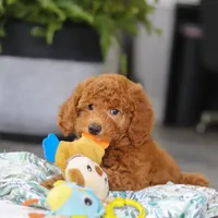 Alice, a female Miniature Goldendoodle for sale in Dundee, OH – Photo 9 of 9