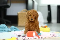 Alice, a female Miniature Goldendoodle for sale in Dundee, OH – Photo 3 of 9