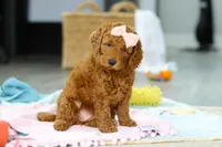 Alice, a female Miniature Goldendoodle for sale in Dundee, OH – Photo 2 of 9