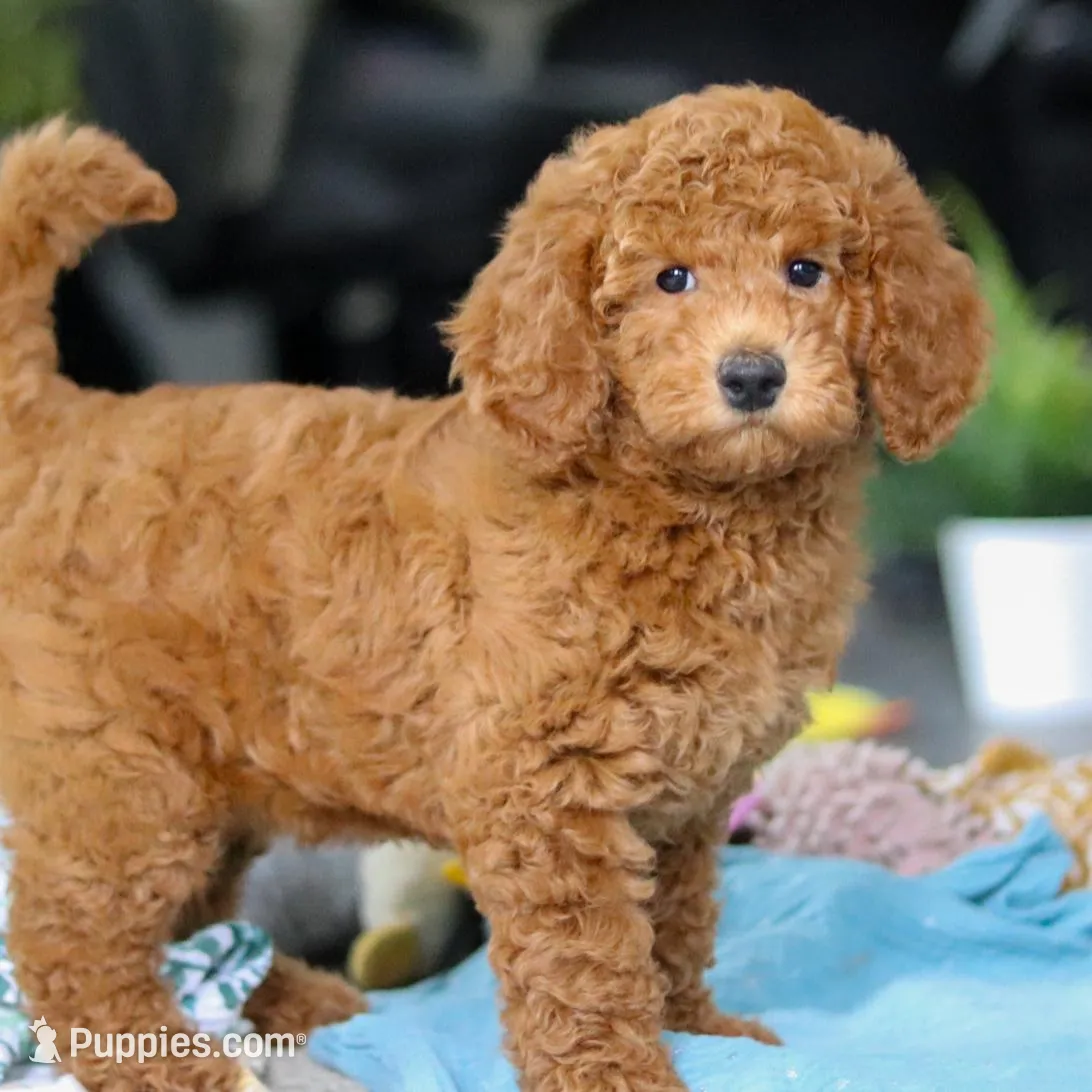 Alice, a female Miniature Goldendoodle for sale in Dundee, OH – Photo 8 of 9