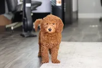 Alice, a female Miniature Goldendoodle for sale in Dundee, OH – Photo 5 of 9