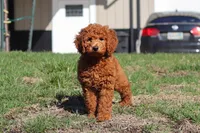 Alice, a female Miniature Goldendoodle for sale in Dundee, OH – Photo 4 of 9