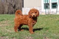 Alice, a female Miniature Goldendoodle for sale in Dundee, OH – Photo 3 of 9