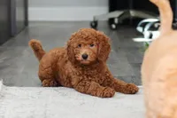 Alice, a female Miniature Goldendoodle for sale in Dundee, OH – Photo 2 of 9