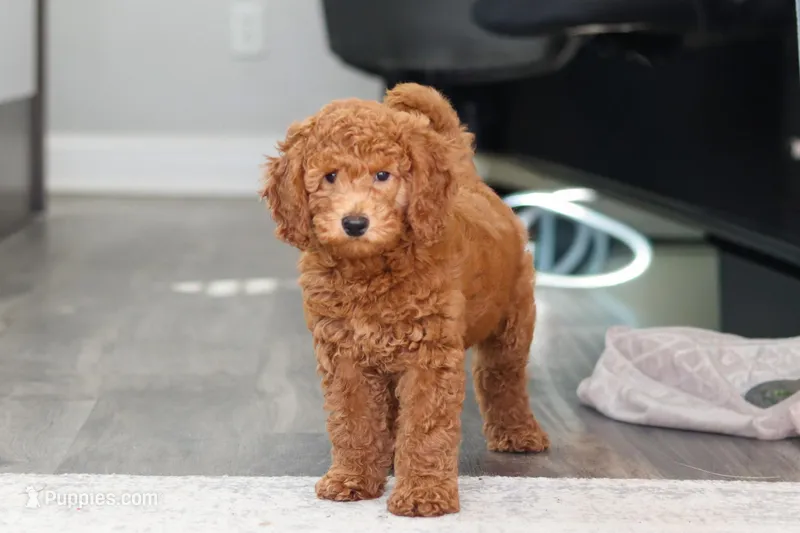 Alice – Miniature Goldendoodle puppy for sale in Dundee, OH