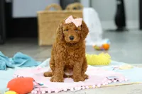 Alice, a female Miniature Goldendoodle for sale in Dundee, OH – Photo 4 of 9