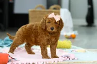 Alice, a female Miniature Goldendoodle for sale in Dundee, OH – Photo 6 of 9