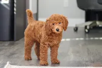 Alice, a female Miniature Goldendoodle for sale in Dundee, OH – Photo 6 of 9