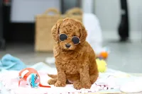 Alice, a female Miniature Goldendoodle for sale in Dundee, OH – Photo 9 of 9