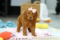 Alice, a female Miniature Goldendoodle for sale in Dundee, OH – Photo 7 of 9