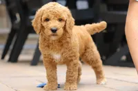 AKC Blaze, a male Poodle - Standard  for sale in Dundee, OH – 2 of 8