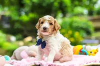 AKC Bluey, a male Poodle - Standard  for sale in Dundee, OH – 4 of 8
