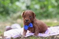 Sparky, a male Miniature Goldendoodle for sale in Dundee, OH – 5 of 6