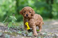 Victor, a male Cavapoo for sale in Dundee, OH – 4 of 10
