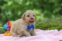 AKC Kent, a male Poodle - Toy  for sale in Dundee, OH – 10 of 10