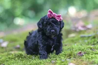 AKC Belle, a female Poodle - Toy  for sale in Dundee, OH – 7 of 8