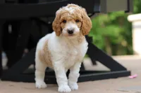 AKC Nash, a male Poodle - Standard  for sale in Dundee, OH – 2 of 10
