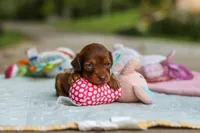 Nemo, a male Miniature Dachshund for sale in Dundee, OH – 5 of 9