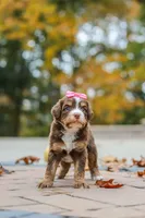 Honey, a female Bernedoodle for sale in Dundee, OH – 8 of 8