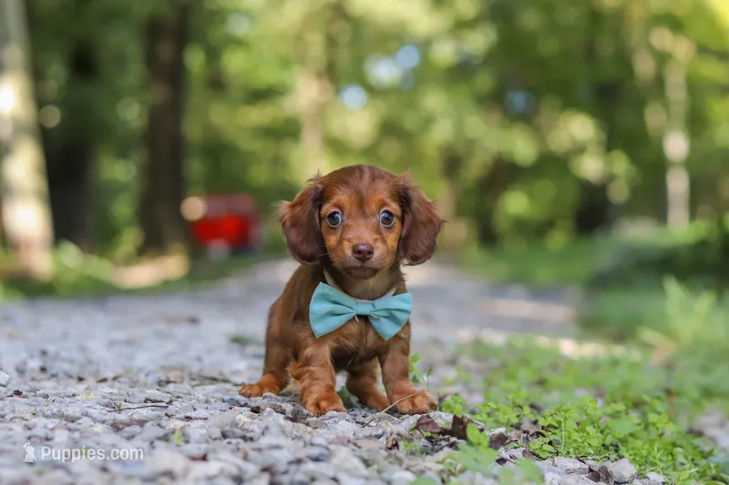 AKC Nemo – Miniature Dachshund puppy for sale in Dundee, OH