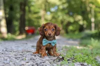 AKC Nemo, a male Miniature Dachshund for sale in Dundee, OH – 1 of 10