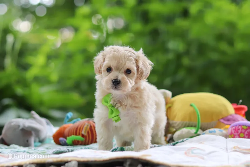 Kobe – Maltipoo puppy for sale in Dundee, OH