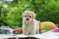 Kobe, a male Maltipoo for sale in Dundee, OH – 1 of 8