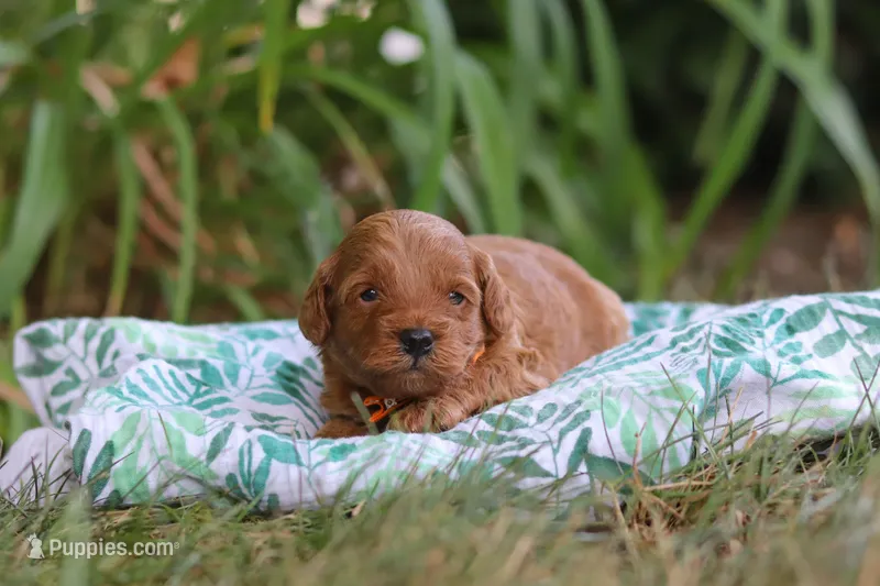 Hunter – Miniature Goldendoodle puppy for sale in Dundee, OH