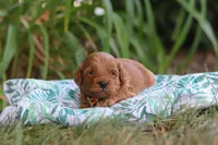 Hunter, a male Miniature Goldendoodle for sale in Dundee, OH – 1 of 10