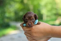 Nemo, a male Miniature Dachshund for sale in Dundee, OH – 4 of 9