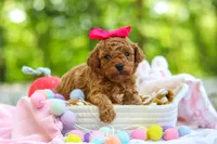 Lilly, a female Poodle - Toy  for sale in Dundee, OH – 1 of 9