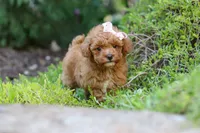 Leah, a female Poodle - Toy  for sale in Dundee, OH – 7 of 10