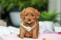 Jasper, a male Cavapoo for sale in Dundee, OH – Photo 1 of 5