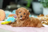 Jasper, a male Cavapoo for sale in Dundee, OH – Photo 5 of 5