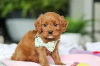 Jasper, a male Cavapoo for sale in Dundee, OH – Photo 4 of 5