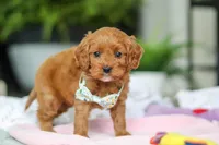 Jasper, a male Cavapoo for sale in Dundee, OH – Photo 3 of 5