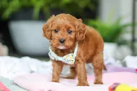 Jasper, a male Cavapoo for sale in Dundee, OH – Photo 2 of 5