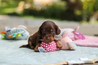 Maverick, a male Miniature Dachshund for sale in Dundee, OH – 8 of 10