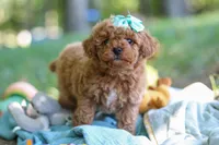 Lilly, a female Poodle - Toy  for sale in Dundee, OH – 8 of 10