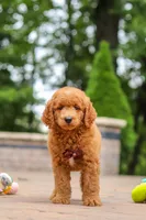 Caleb, a male Miniature Goldendoodle for sale in Dundee, OH – 6 of 10