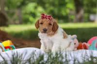 AKC Zoey, a female Poodle - Standard  for sale in Dundee, OH – 6 of 9