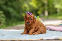 Bella, a female Goldendoodle for sale in Dundee, OH – 4 of 6