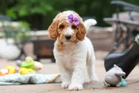 AKC Millie, a female Poodle - Standard  for sale in Dundee, OH – 9 of 10